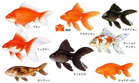 金魚意思|金魚(キンギョ)とは？ 意味や使い方